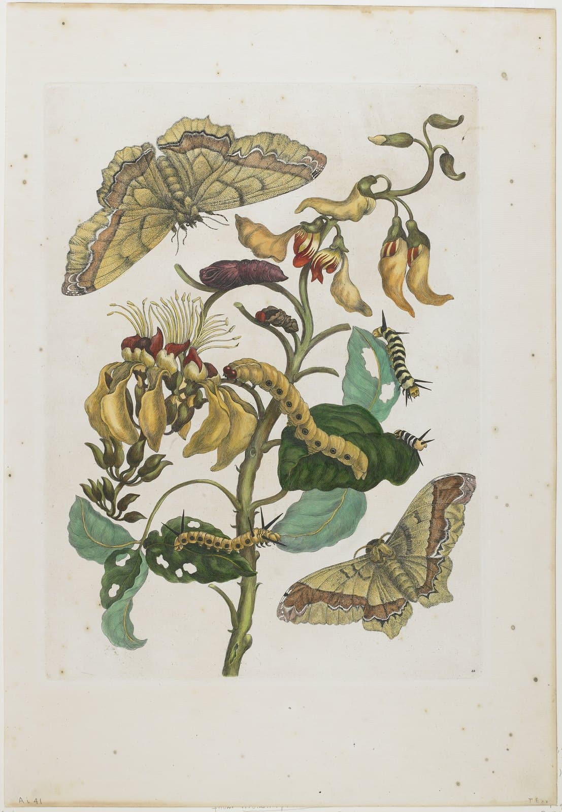 Maria Sibylla Merian, plate from Metamorphosis Insectorum Surinamensium, 1705: caterpillar, chrysalis and moth on one branch