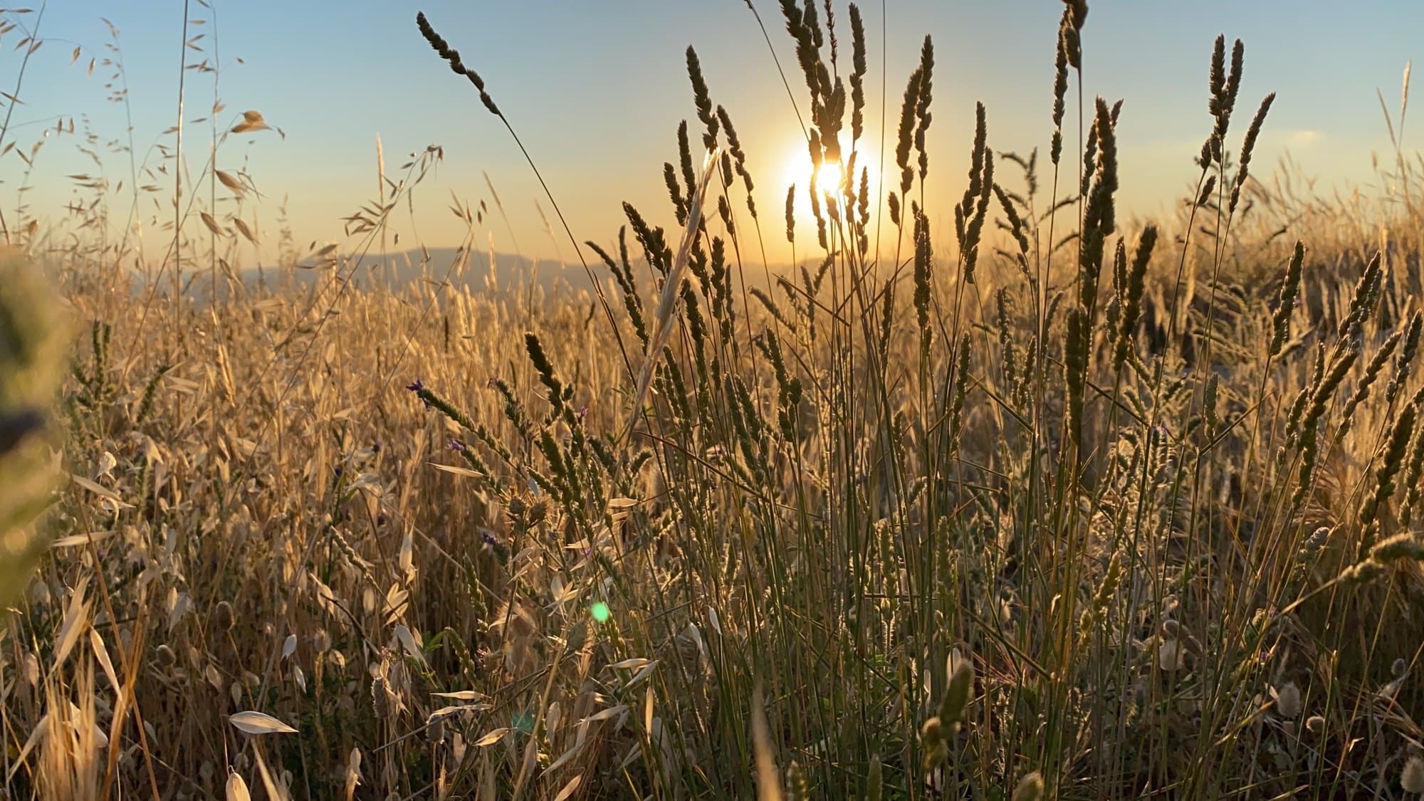 Grassland at golden hour